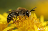 Colletes marginatus