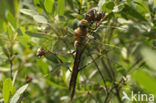 Little emperor dragonfly (Anax parthenope)