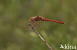 Zuidelijke heidelibel (Sympetrum meridionale)