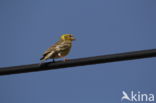 European Serin (Serinus serinus)