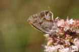 Geranium Bronze (Cacyreus marshalli)