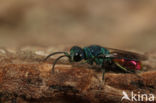 Chrysis subcoriacea