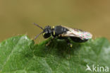 Hylaeus imparilis