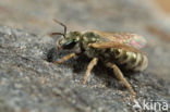 Halictus smaragdulus