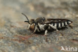 Coelioxys afer