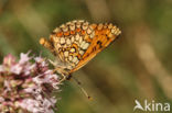 Bosparelmoervlinder (Melitaea athalia)