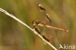 band-winged dragonfly (Sympetrum pedemontanum)