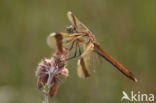 band-winged dragonfly (Sympetrum pedemontanum)