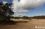 Korte Duinen