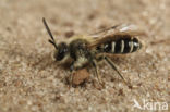 Zilveren zandbij (Andrena argentata)