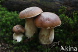 Gewoon eekhoorntjesbrood (Boletus edulis)