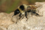 Bombus mesomelas