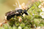 Weidemaskerbij (Hylaeus gibbus)