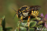 Grote wolbij (Anthidium manicatum)