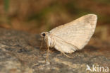 Klaverbandspanner (Scotopteryx bipunctaria)