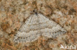 Scotopteryx bipunctaria