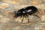 Acinopus megacephalus