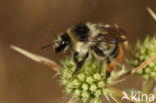 Bombus sylvarum