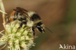 Boshommel (Bombus sylvarum)