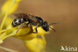 Lasioglossum malachurum