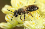 Andrena congruens