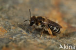 Bremzandbij (Andrena ovatula)