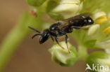 Lasioglossum convexiusculum