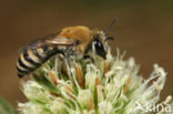 Colletes hylaeiformis