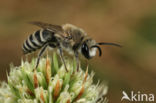 Colletes hylaeiformis