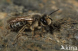 Grasbij (Andrena flavipes)