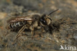 Yellow-legged Mining Bee (Andrena flavipes)