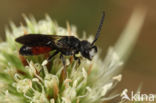 Pantserbloedbij (Sphecodes gibbus)