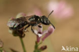 Lasioglossum lissonotum