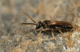 Kleigroefbij (Lasioglossum pauxillum)