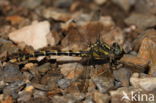 Blue-eyed Hook-tailed Dragonfly (Onychogomphus uncatus)