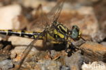Blue-eyed Hook-tailed Dragonfly (Onychogomphus uncatus)