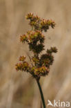 Canadian Rush (Juncus canadensis)