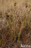 Canadian Rush (Juncus canadensis)