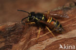 Red Wasp (Vespula rufa)