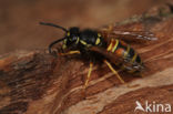 Rode Wesp (Vespula rufa)