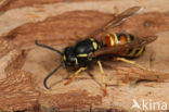 Rode Wesp (Vespula rufa)