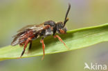 Matglanswespbij (Nomada similis)