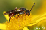 Matglanswespbij (Nomada similis)