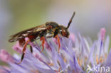 Matglanswespbij (Nomada similis)