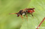 Dubbeldoornwespbij (Nomada femoralis)