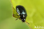 imported willow leaf beetle (Plagiodera versicolora)