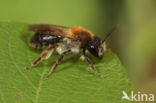 Gewone Rozenzandbij (Andrena fucata)