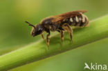 Lasioglossum quadrinotatum