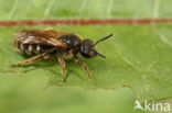 Kleine bandgroefbij (Lasioglossum quadrinotatum)