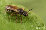 Kleine bandgroefbij (Lasioglossum quadrinotatum)